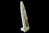 Fossil Orthoceras Sculpture - Tall - Morocco #136417-1